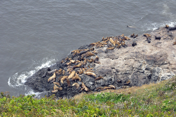 sea lions sunning themselves